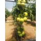 AZ54 F1 Hibrit sırık iri tane domates tohumu 1000 adet